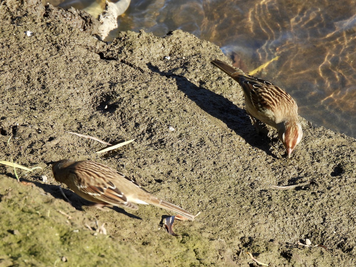 White-crowned Sparrow - ML642139759