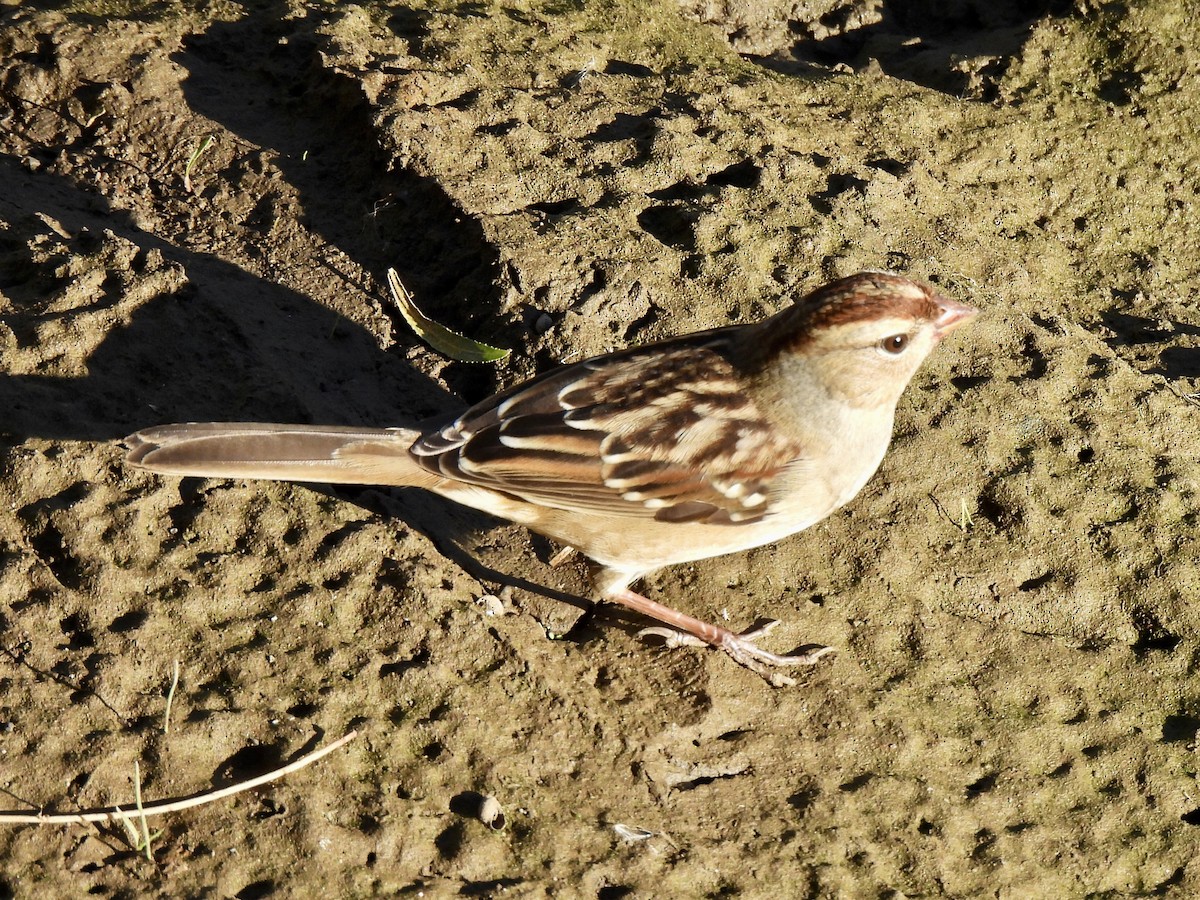 White-crowned Sparrow - ML642139760