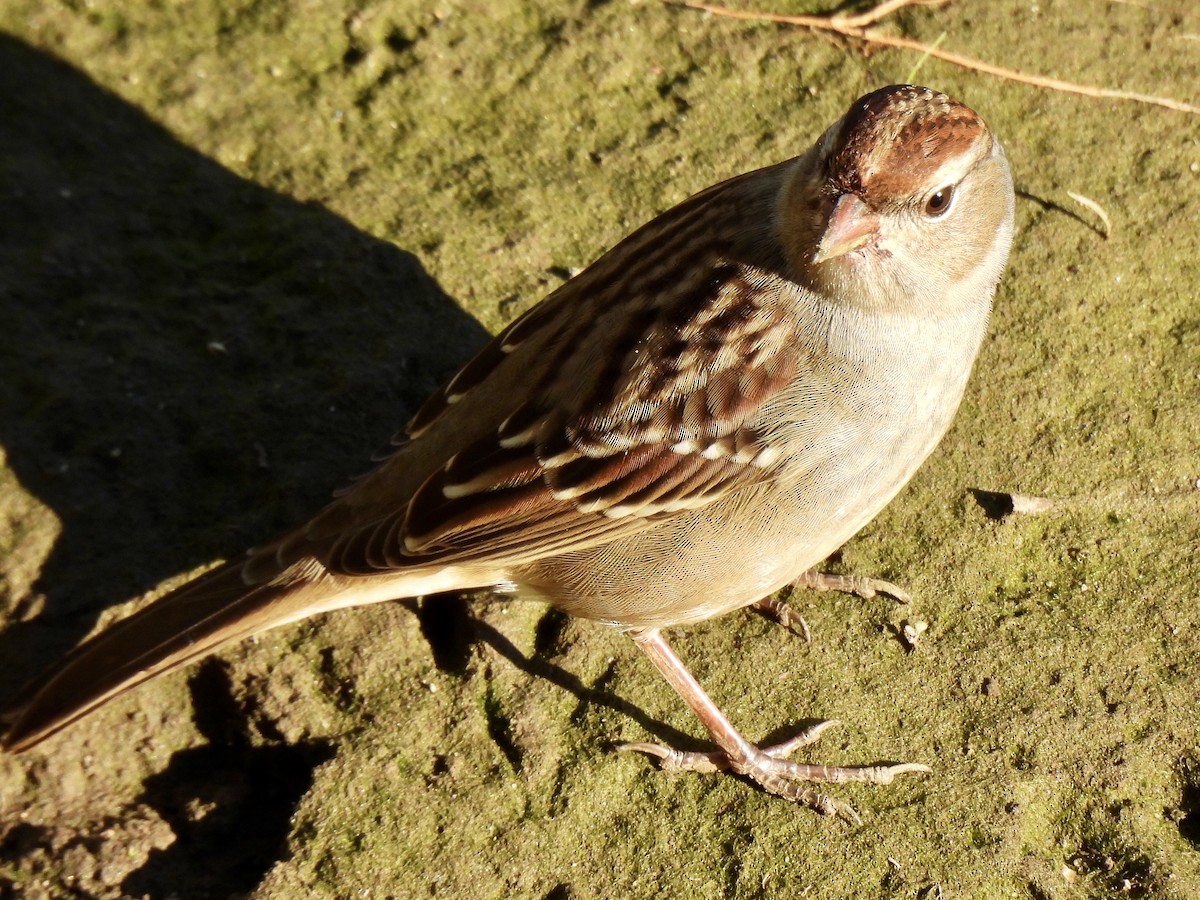 White-crowned Sparrow - ML642139762