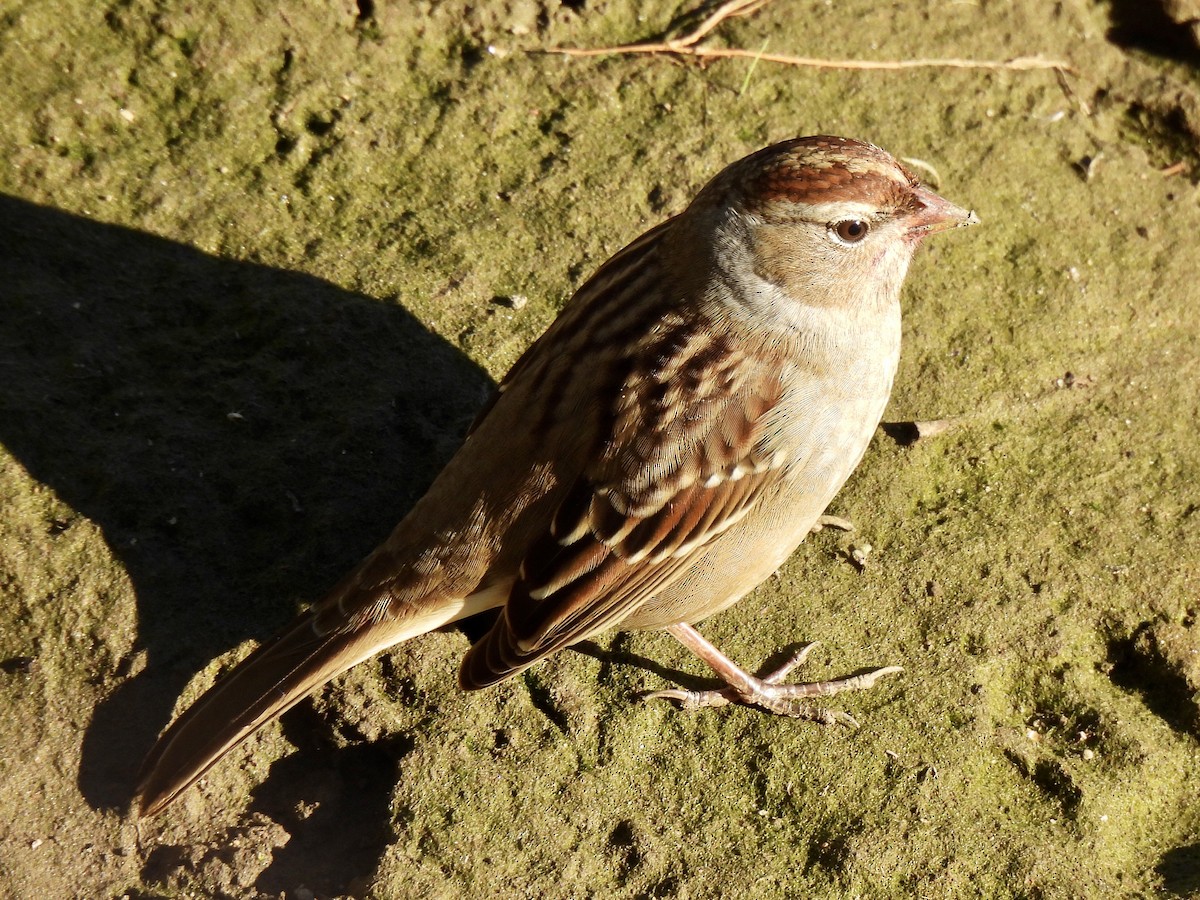 White-crowned Sparrow - ML642139763