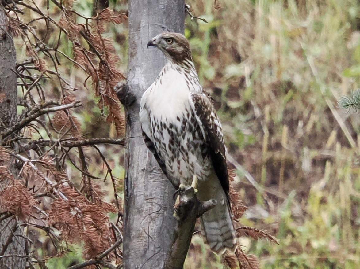 Red-tailed Hawk - ML642139768