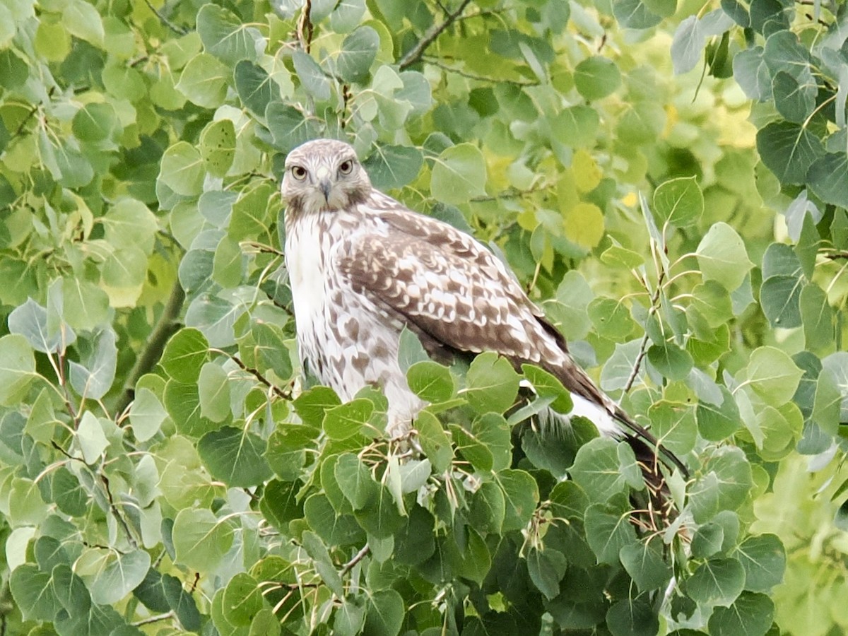 Red-tailed Hawk - ML642139769