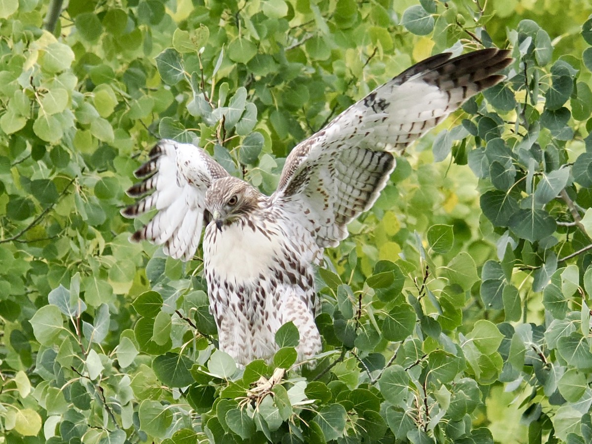 Red-tailed Hawk - ML642139770