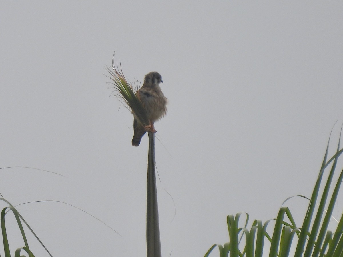 American Kestrel - ML642139771