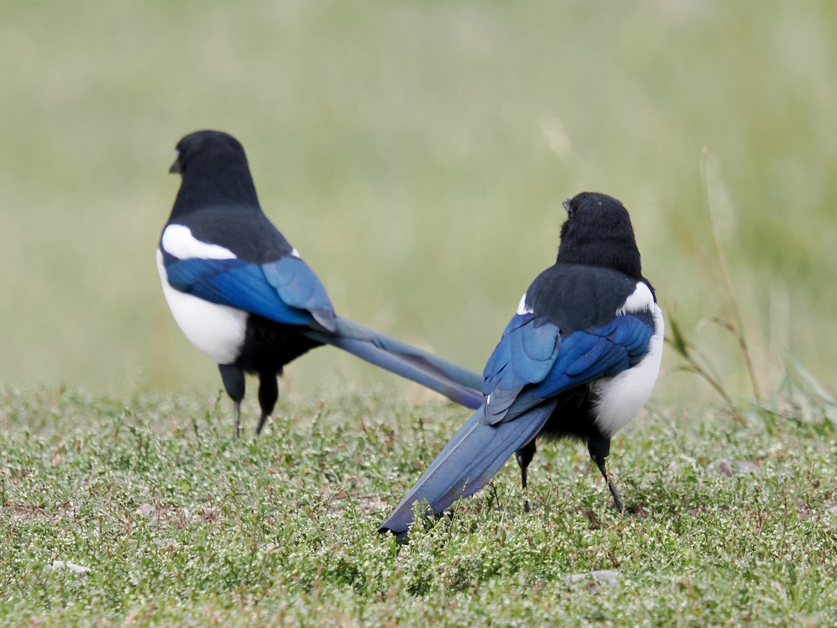 Black-billed Magpie - ML642139778
