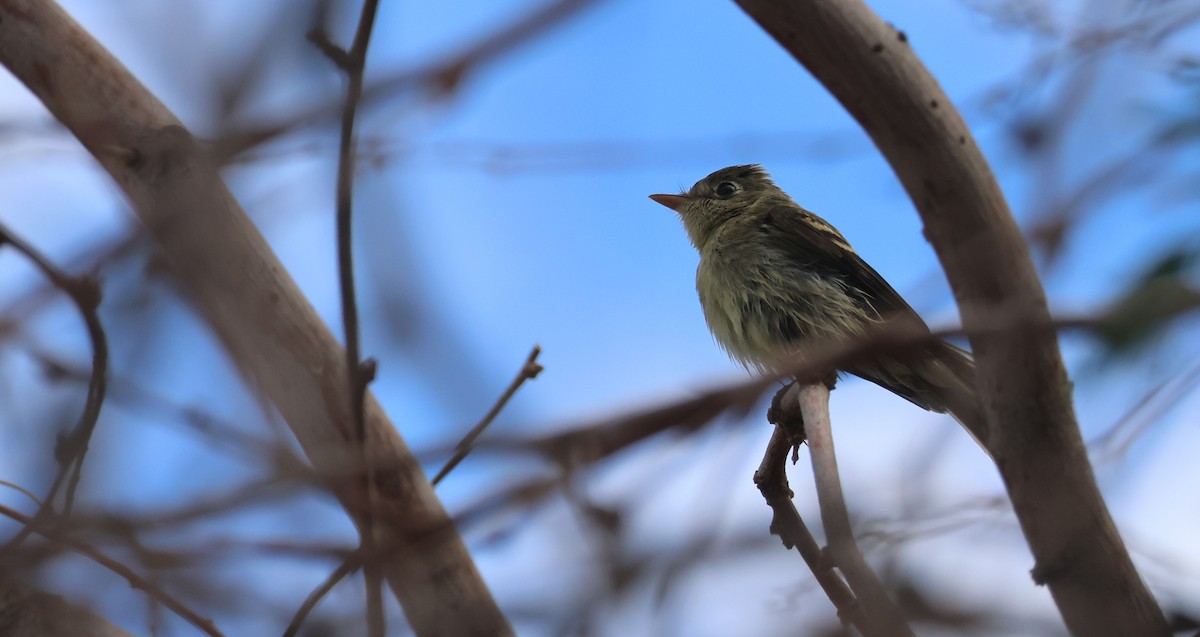 Western Flycatcher - ML642139784