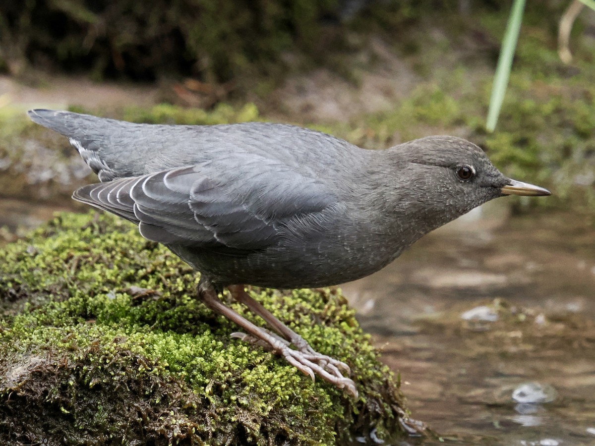 American Dipper - ML642139785