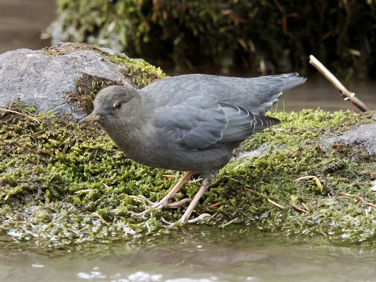 American Dipper - ML642139786