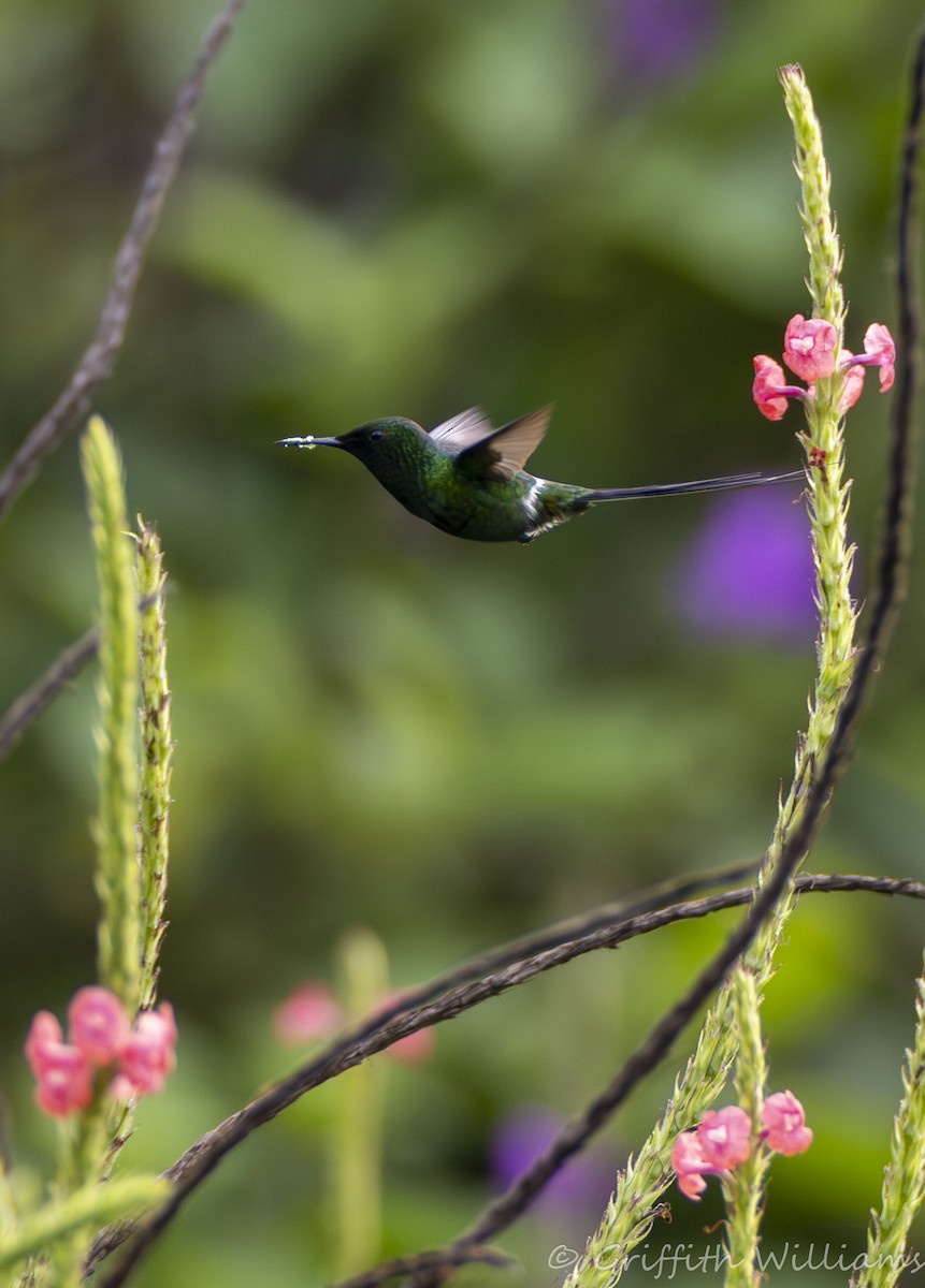 Green Thorntail - ML642139793