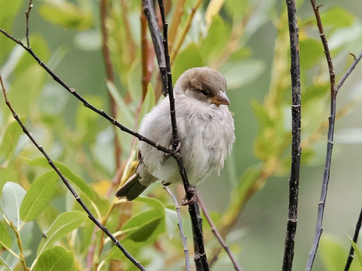 House Sparrow - ML642139800