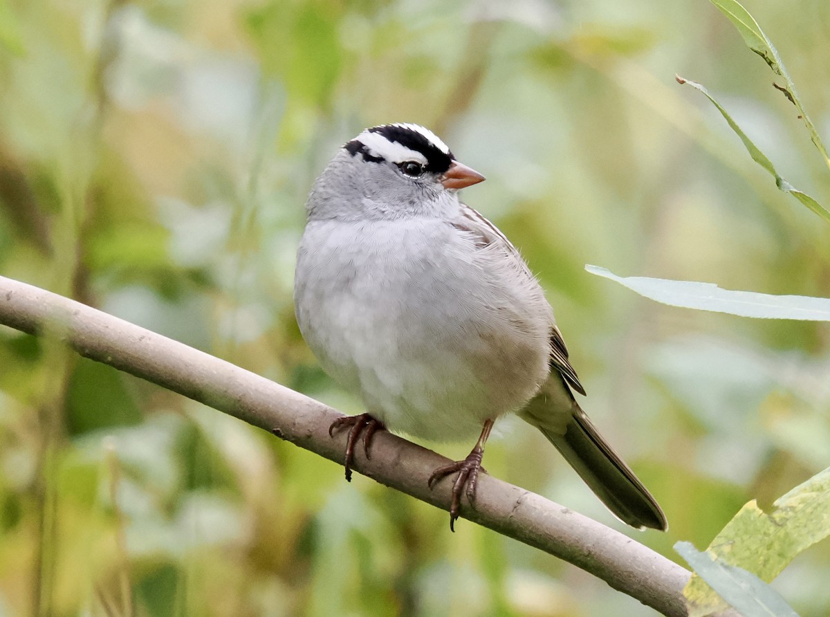 White-crowned Sparrow - ML642139807