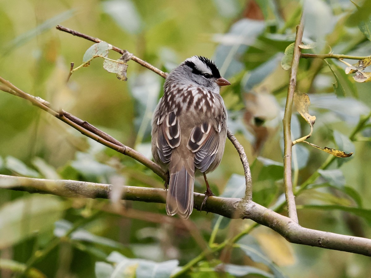 White-crowned Sparrow - ML642139808