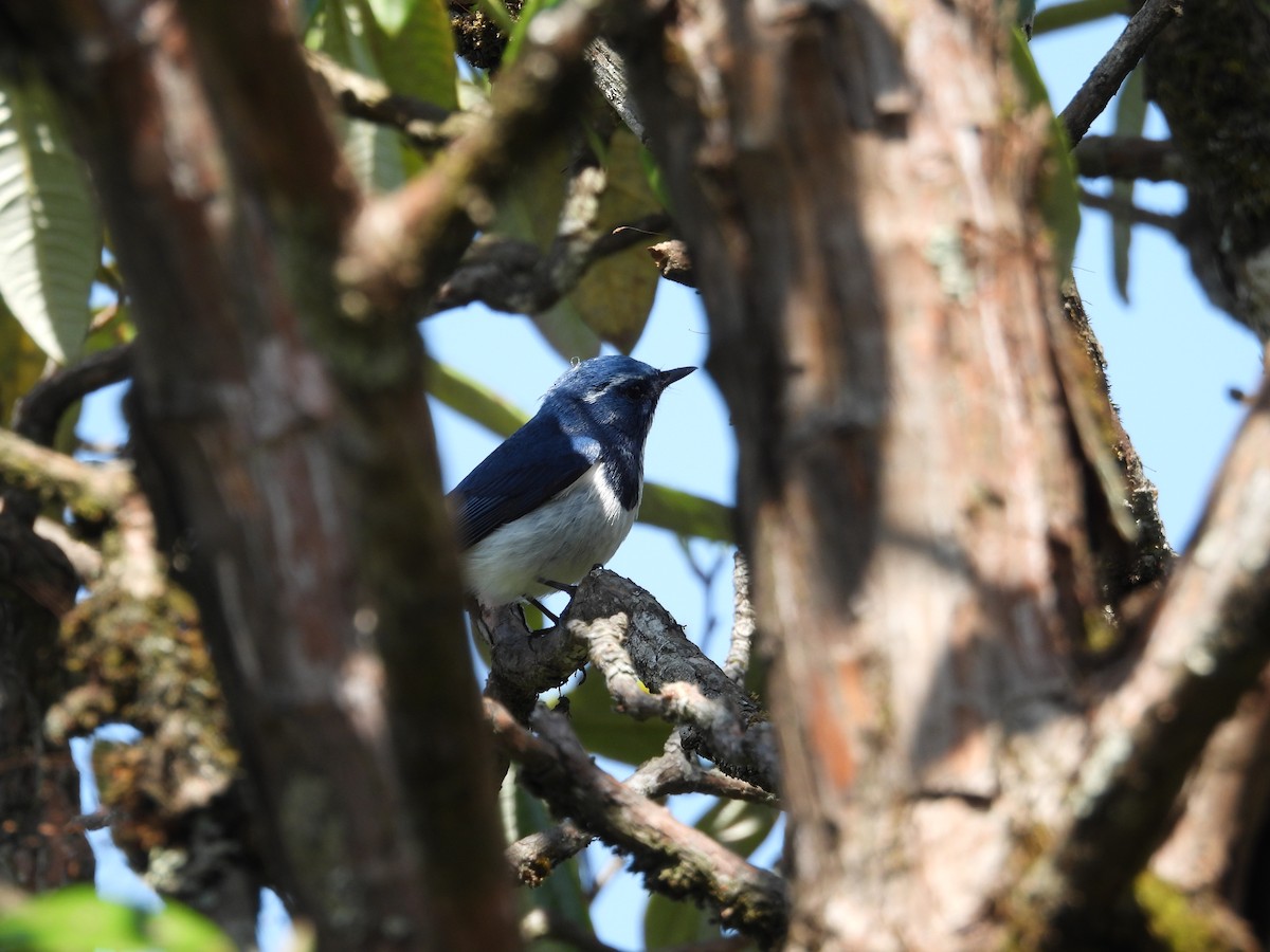 Ultramarine Flycatcher - ML642139826