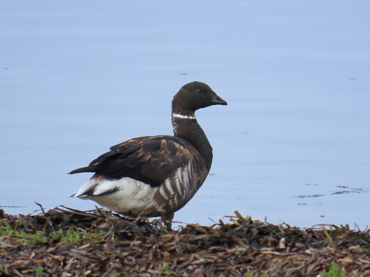 Brant - ML642139835
