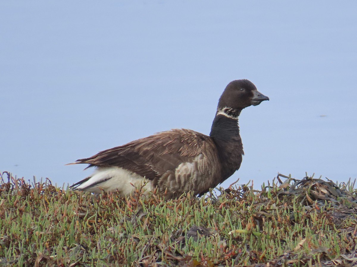 Brant - ML642139836