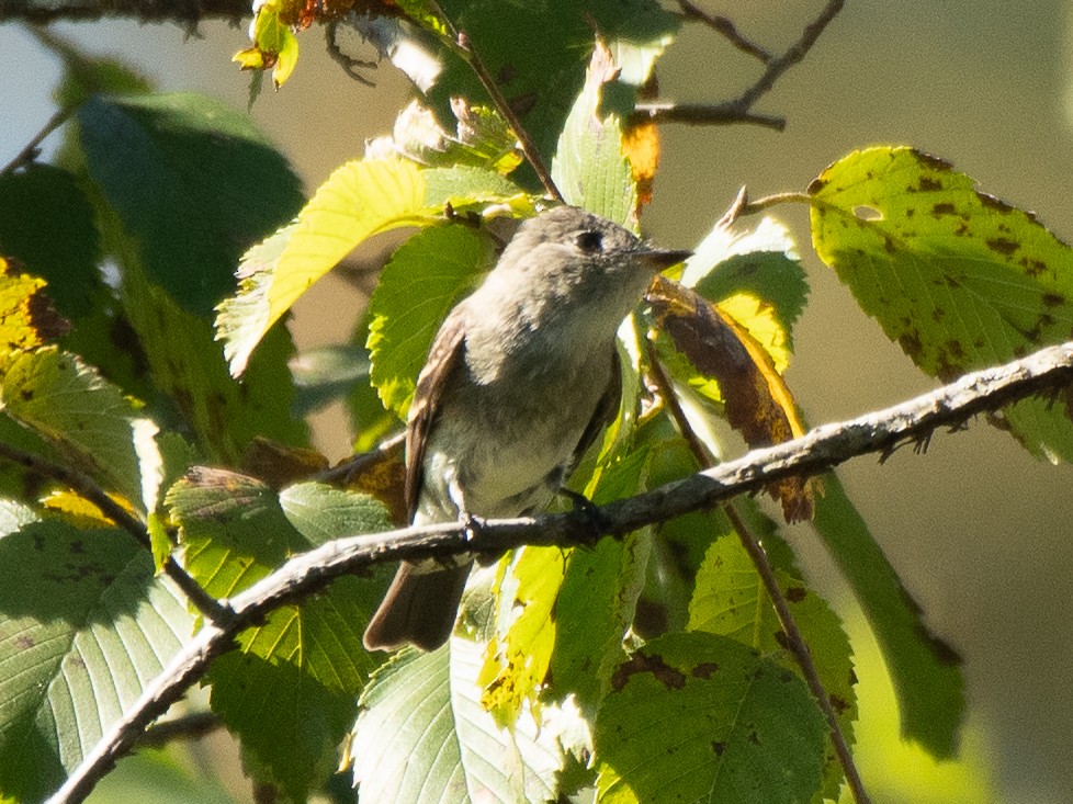 Eastern Wood-Pewee - ML642139844