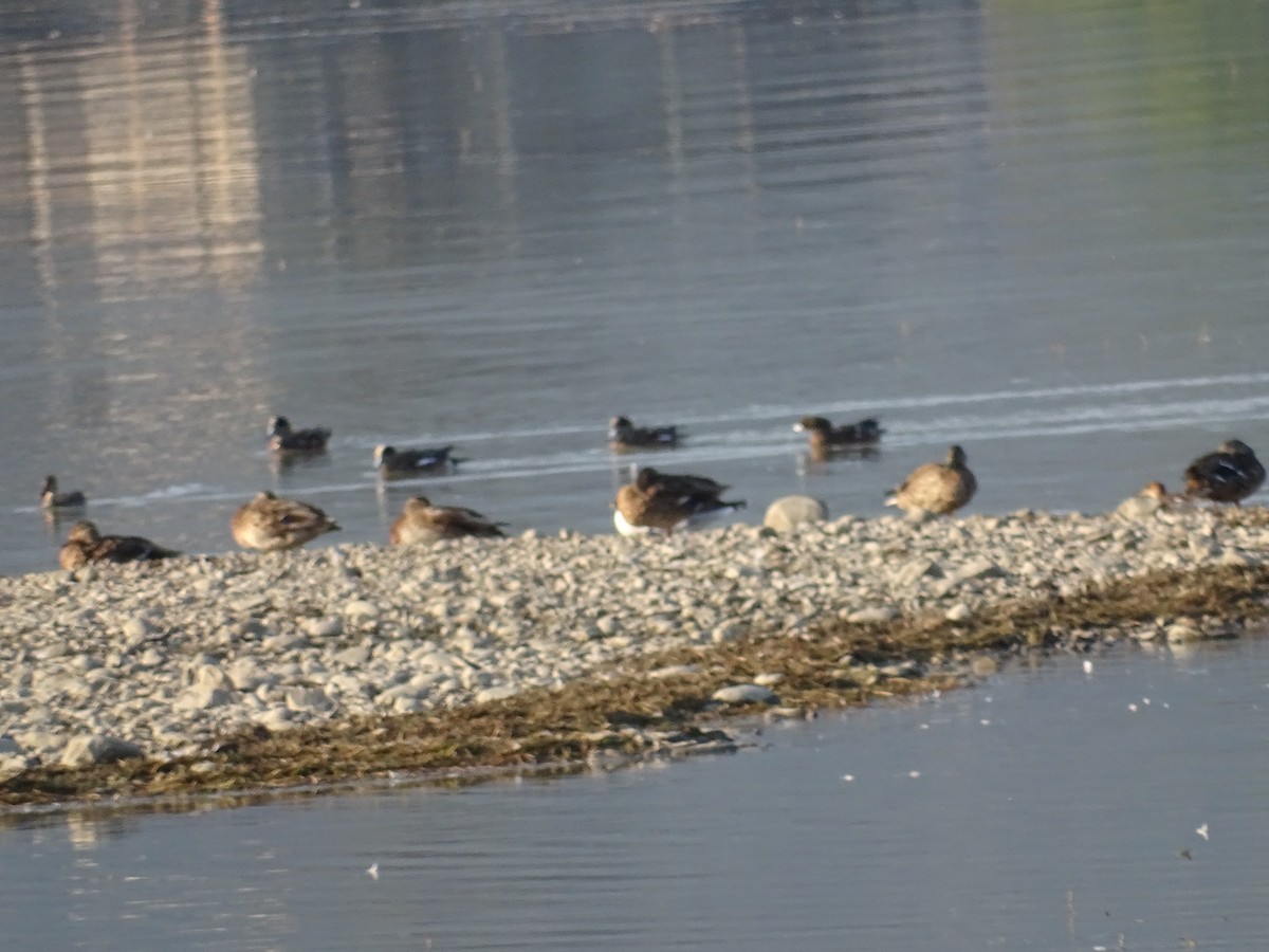 American Wigeon - ML642139856