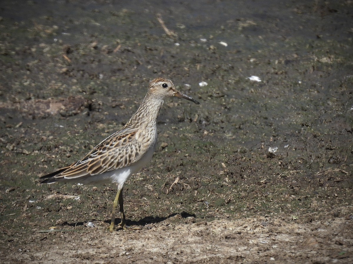 Pectoral Sandpiper - ML642139867