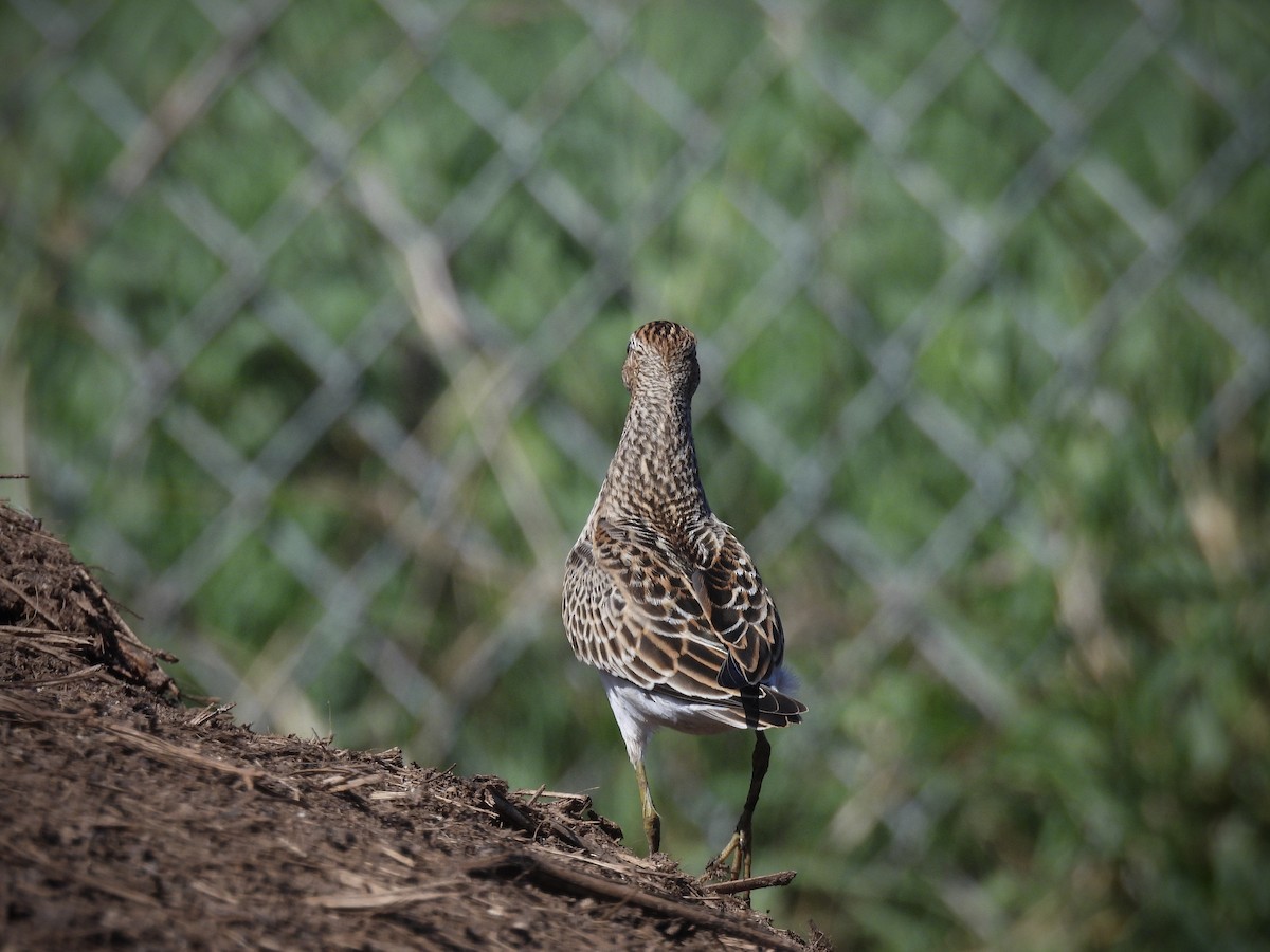Pectoral Sandpiper - ML642139868