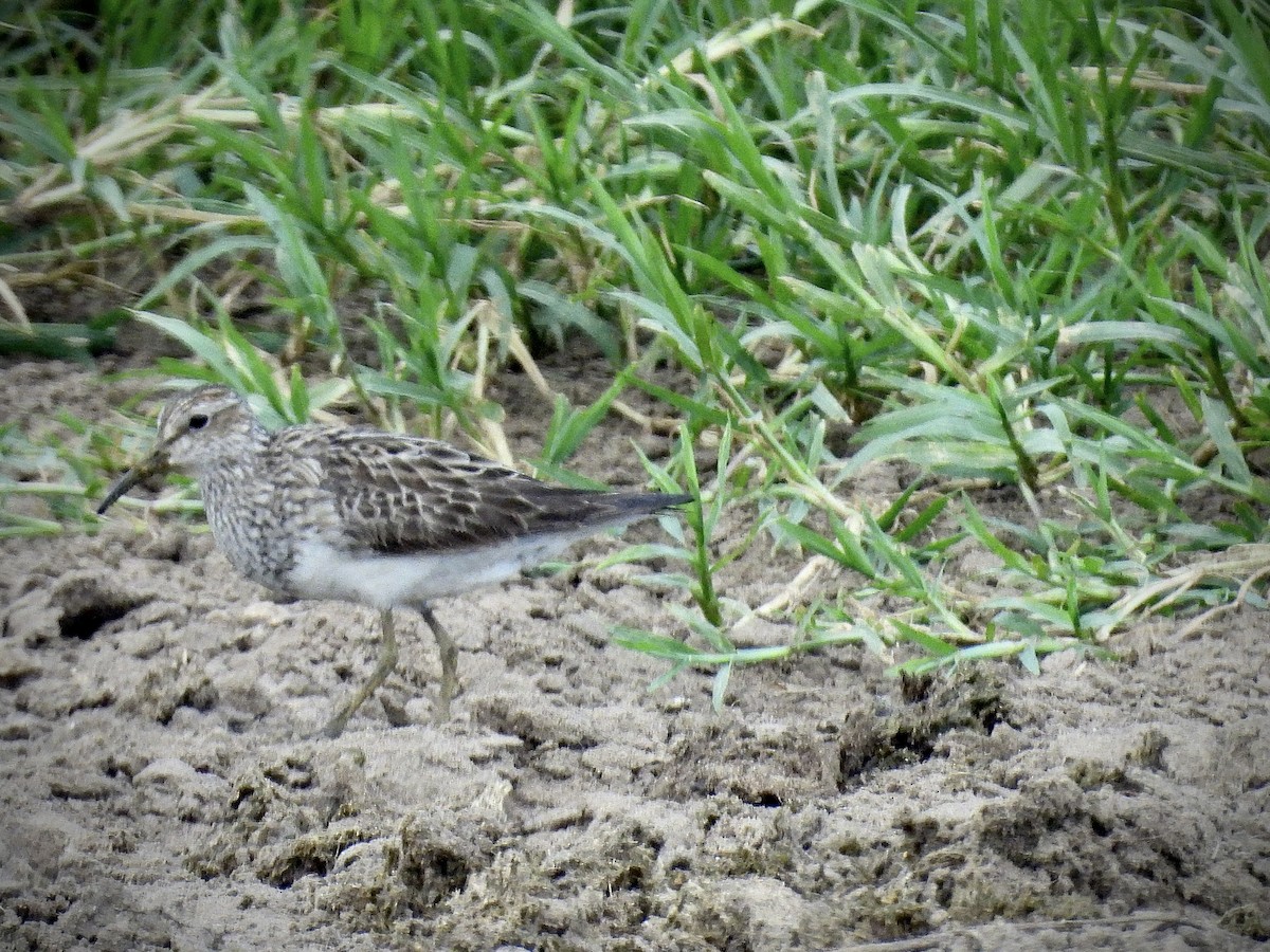 Pectoral Sandpiper - ML642139869