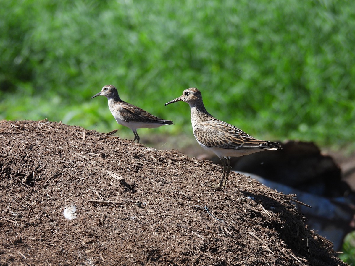 Pectoral Sandpiper - ML642139870