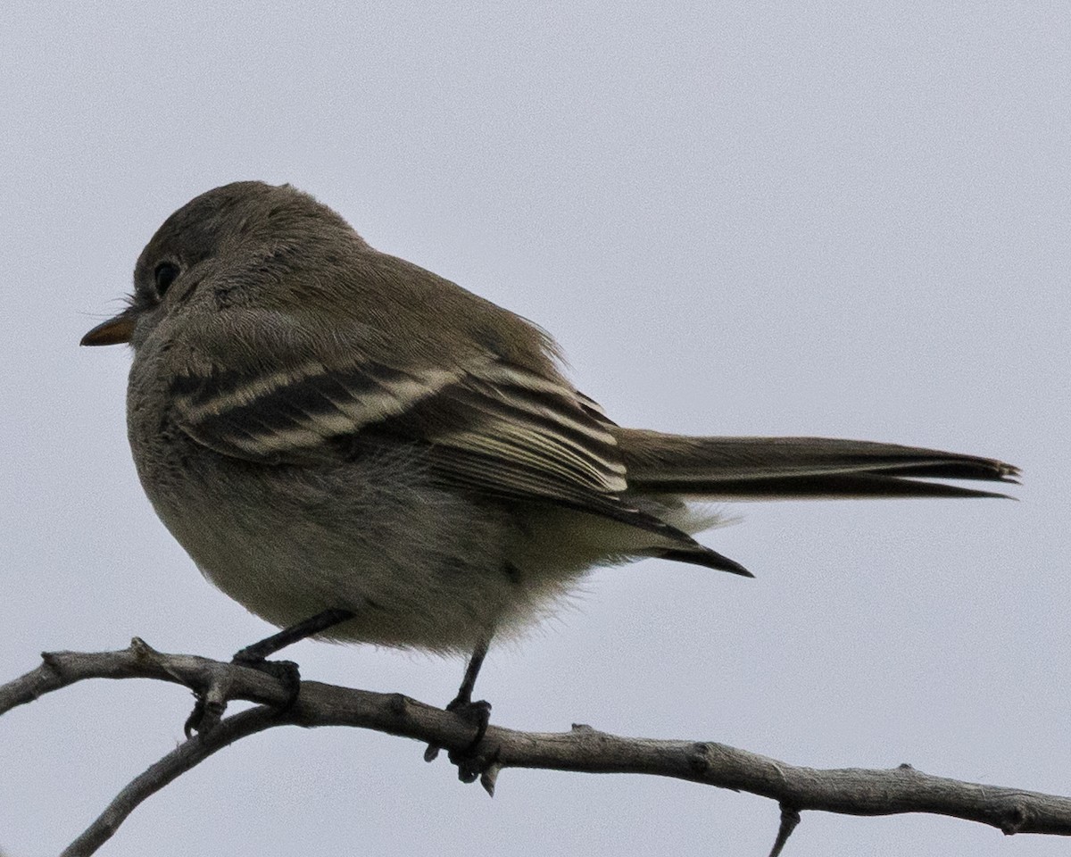 Gray/Dusky Flycatcher - ML642139874