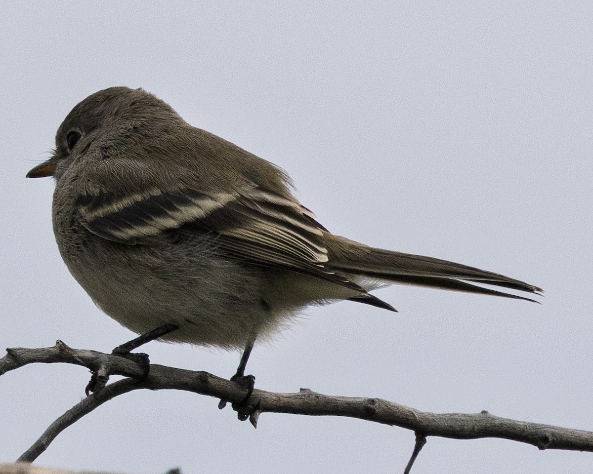 Gray/Dusky Flycatcher - ML642139875