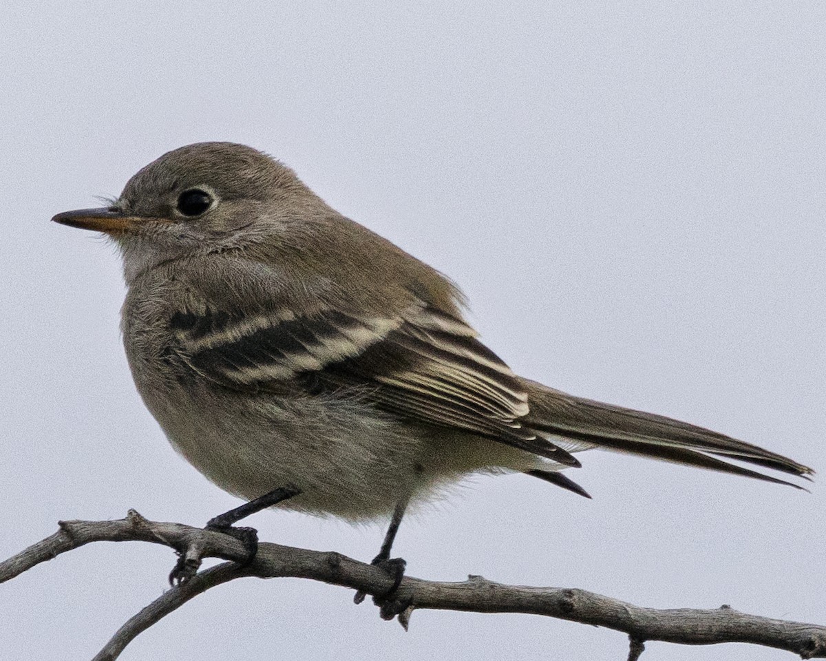 Gray/Dusky Flycatcher - ML642139876