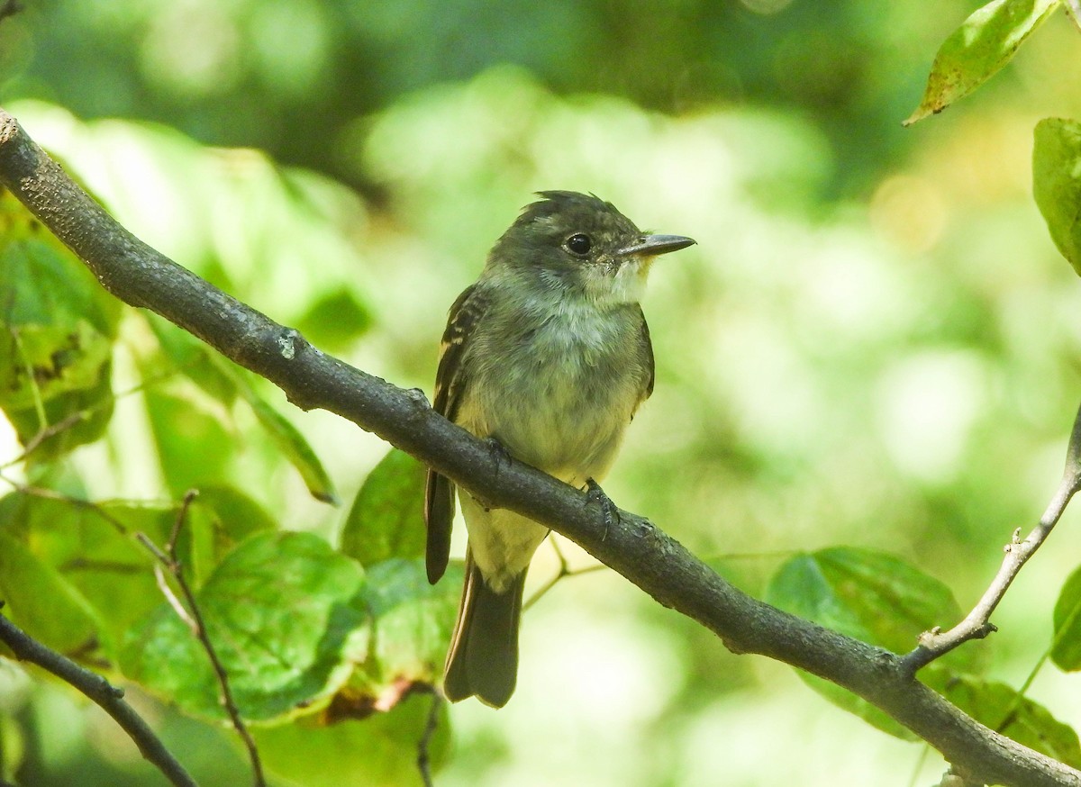 Eastern Wood-Pewee - ML642139877