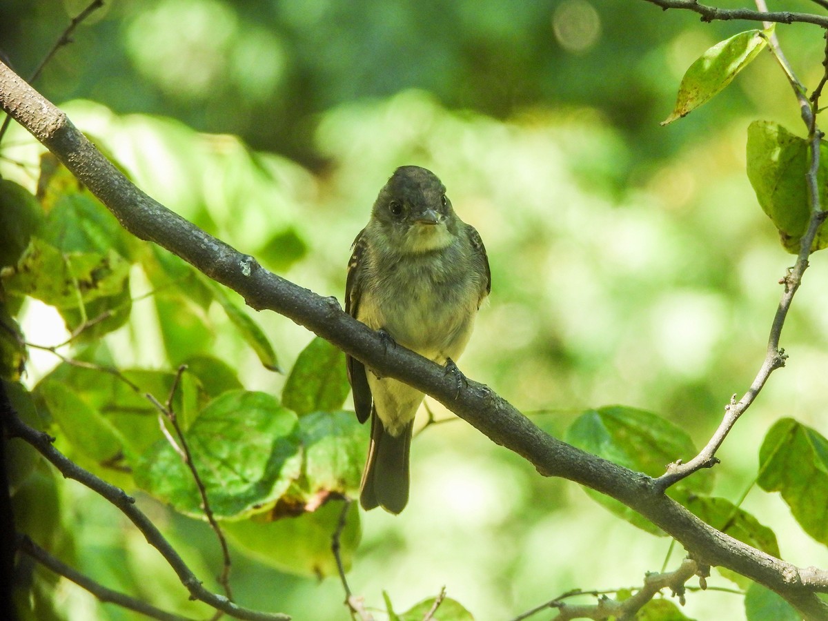 Eastern Wood-Pewee - ML642139878