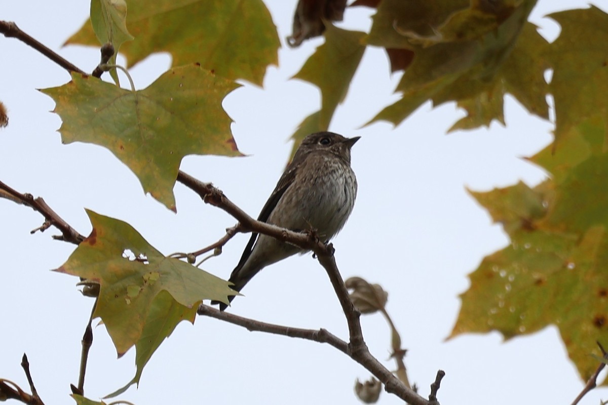 Dark-sided Flycatcher - ML642139883