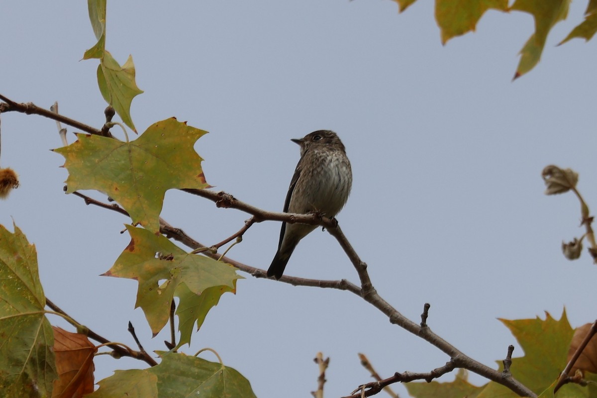 Dark-sided Flycatcher - ML642139884
