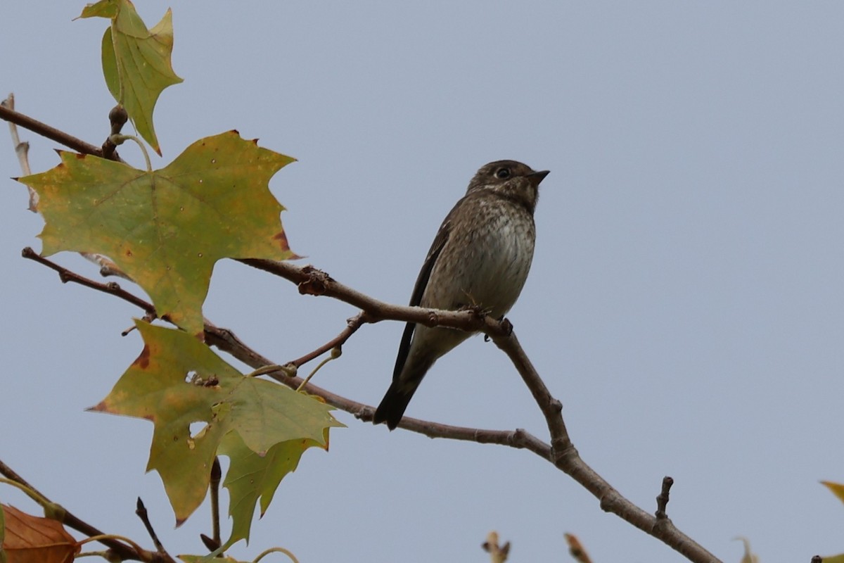 Dark-sided Flycatcher - ML642139885