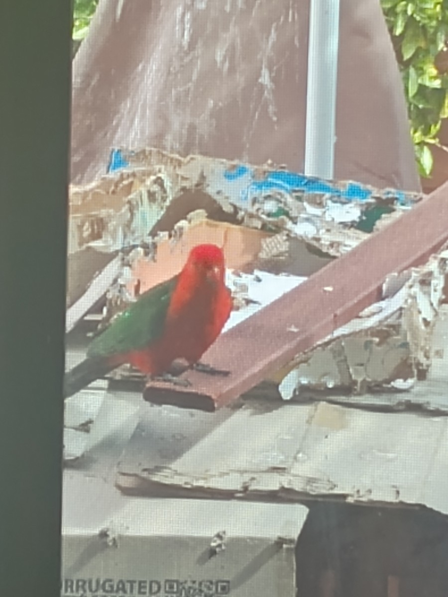 Australian King-Parrot - ML642139926