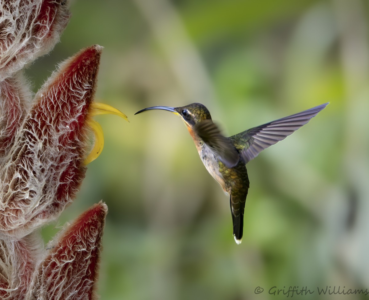 Band-tailed Barbthroat - ML642139940