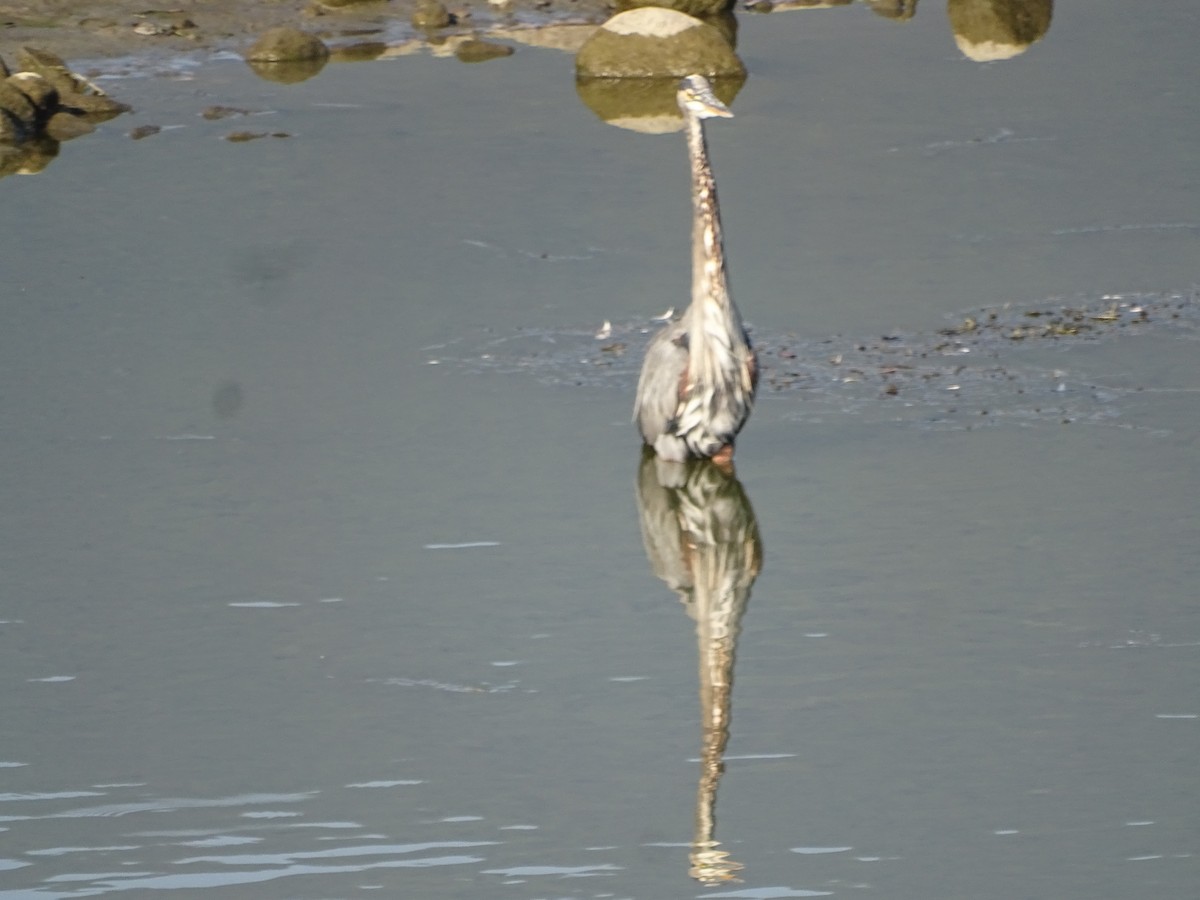 Great Blue Heron - ML642139943