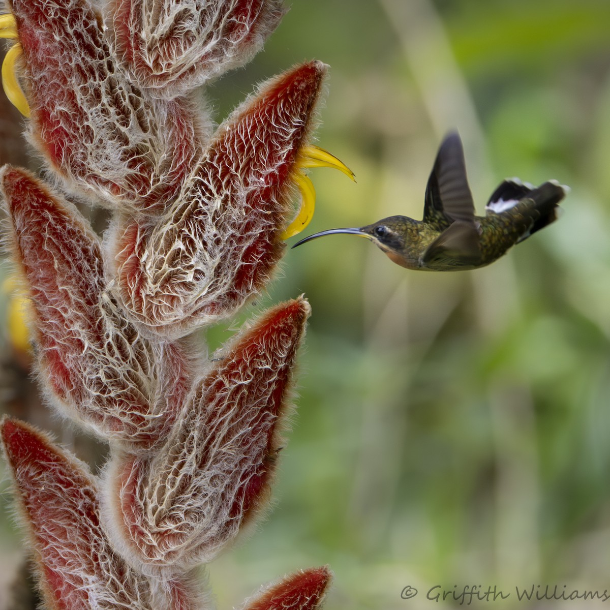 Band-tailed Barbthroat - ML642139944