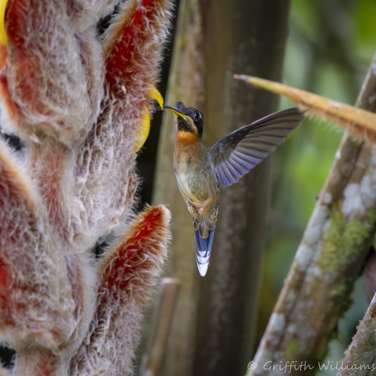 Band-tailed Barbthroat - ML642139945