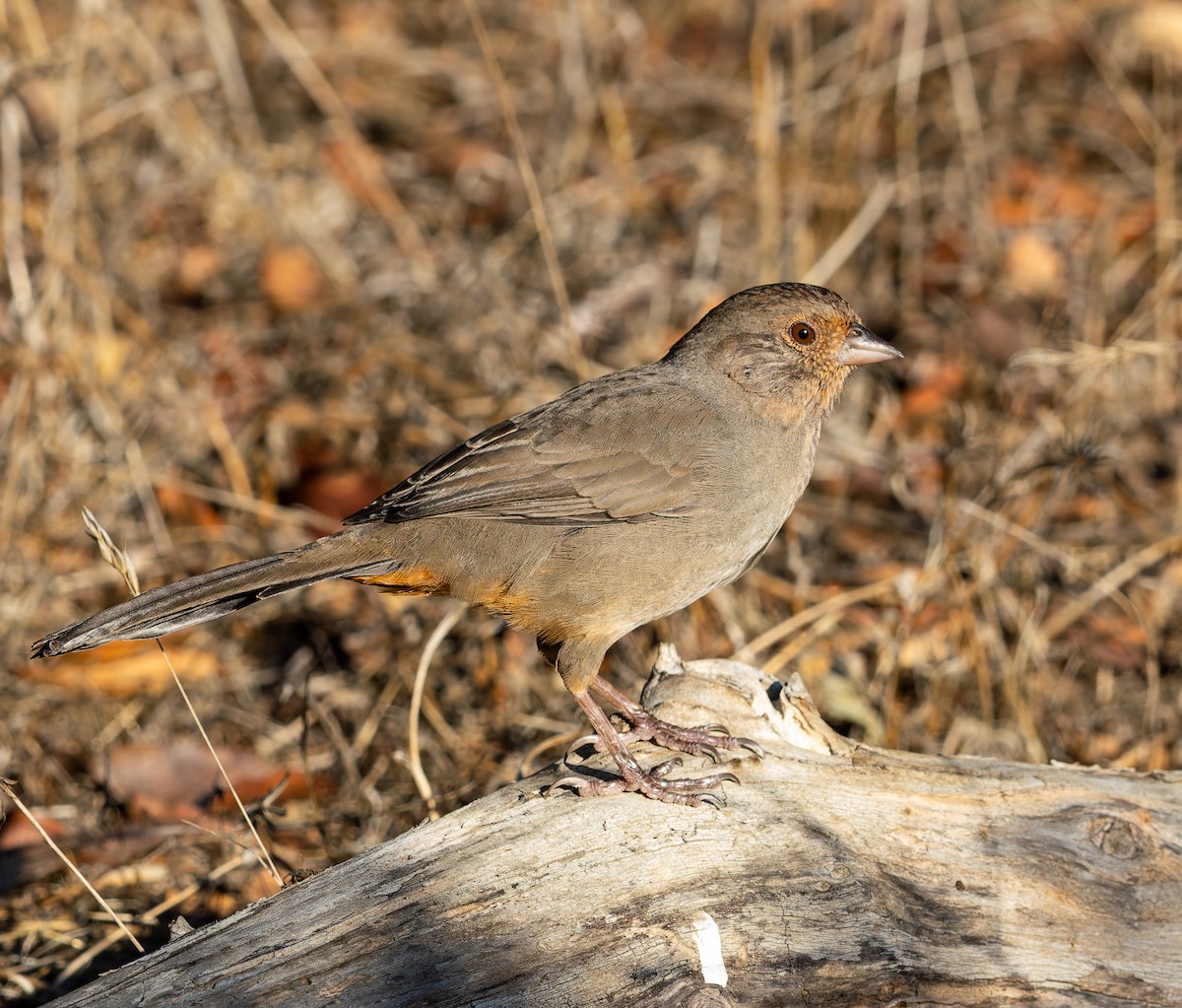 California Towhee - ML642139950