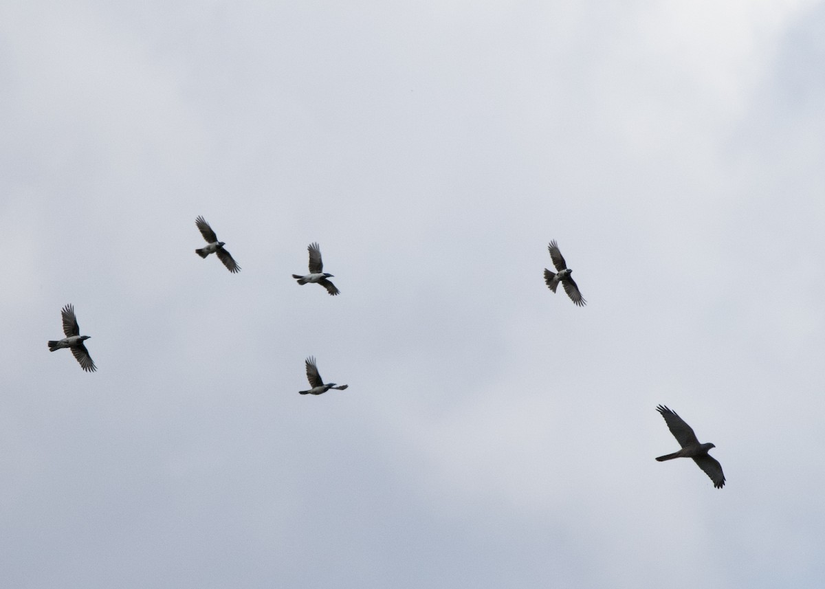 Brown Goshawk - ML642139954