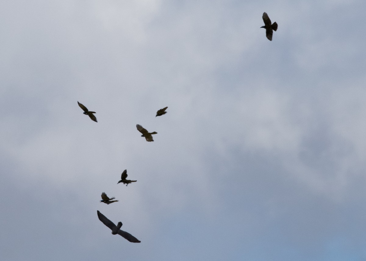 Brown Goshawk - ML642139960