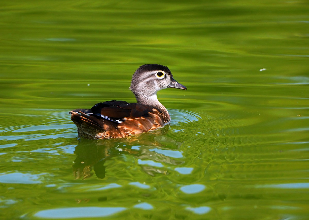 Wood Duck - ML642139961