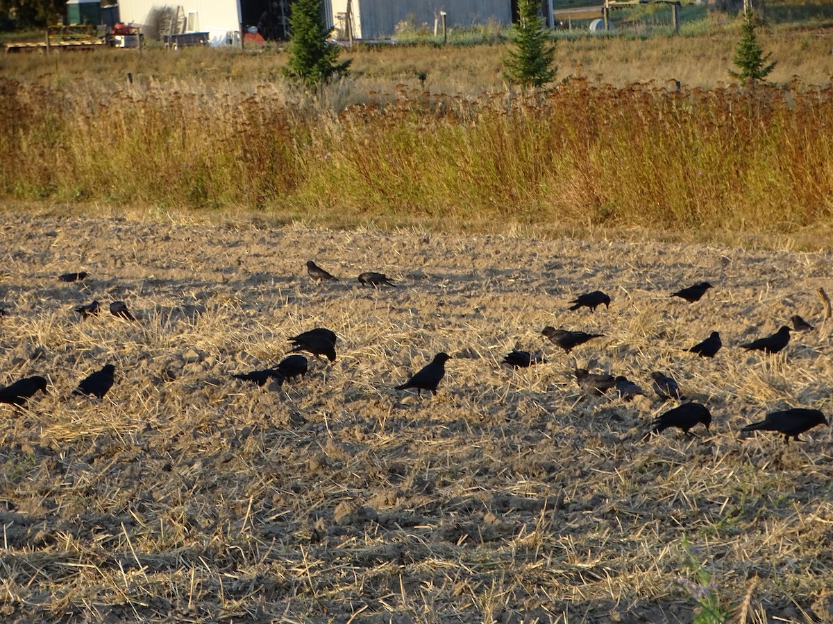 American Crow - ML642139962