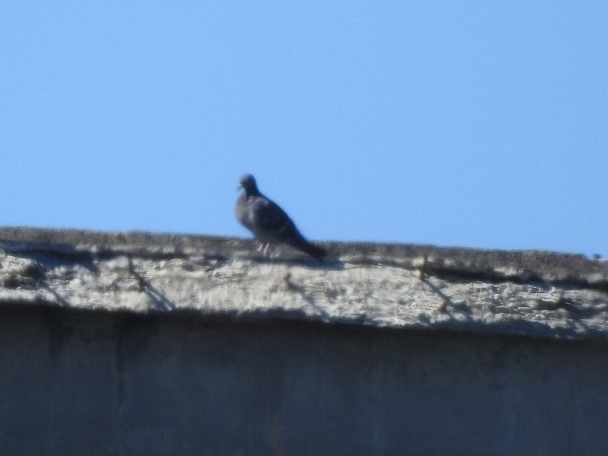 Rock Pigeon (Feral Pigeon) - ML642139963