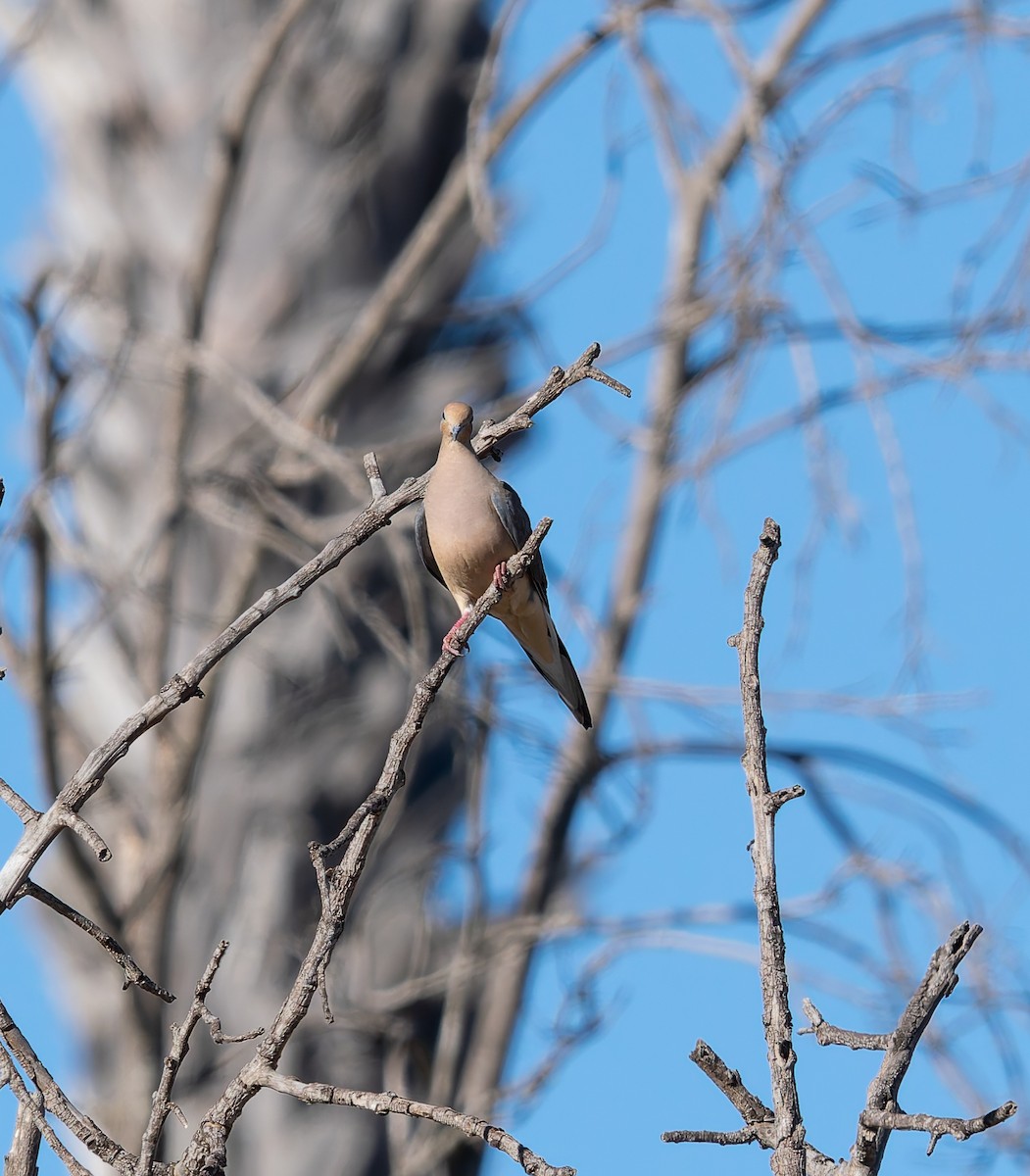 Mourning Dove - ML642139964