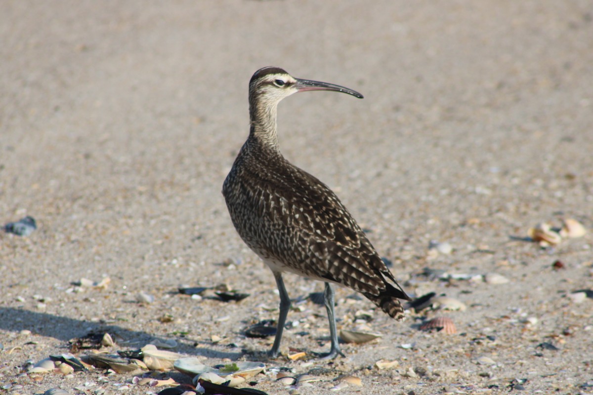 Whimbrel (Hudsonian) - ML642139971