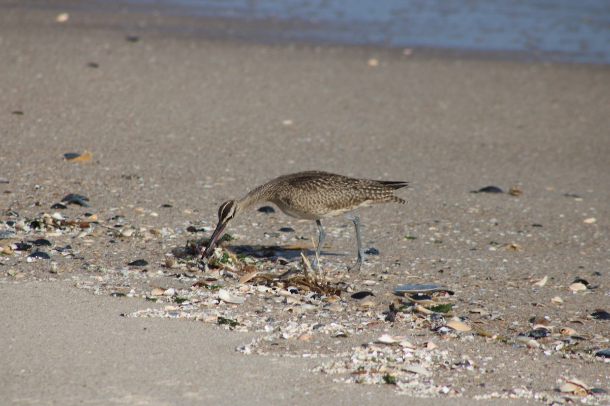 Whimbrel (Hudsonian) - ML642139973