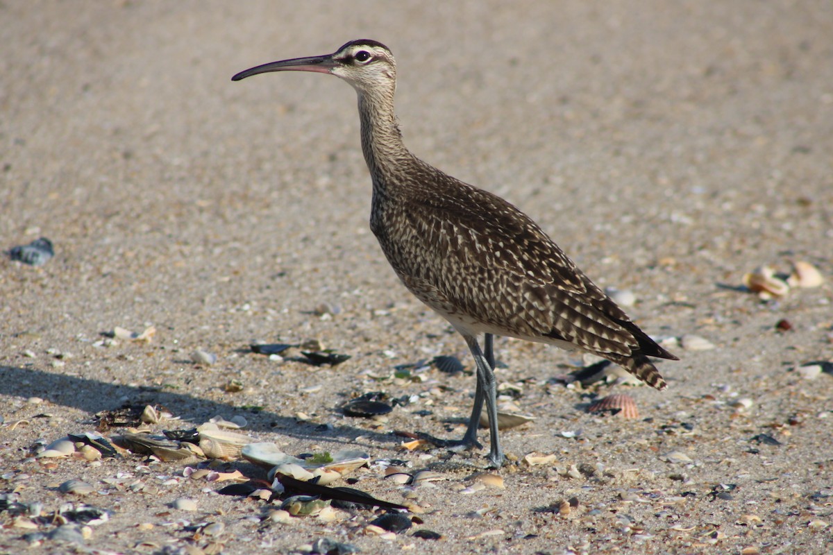 Whimbrel (Hudsonian) - ML642139974