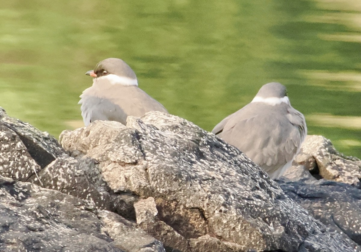Rock Pratincole - ML642139975
