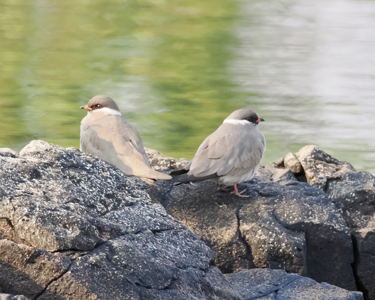 Rock Pratincole - ML642139976